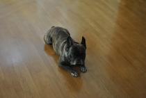 Πάτωμα από ξύλο